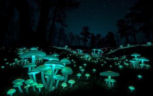 natura świecąca w ciemności